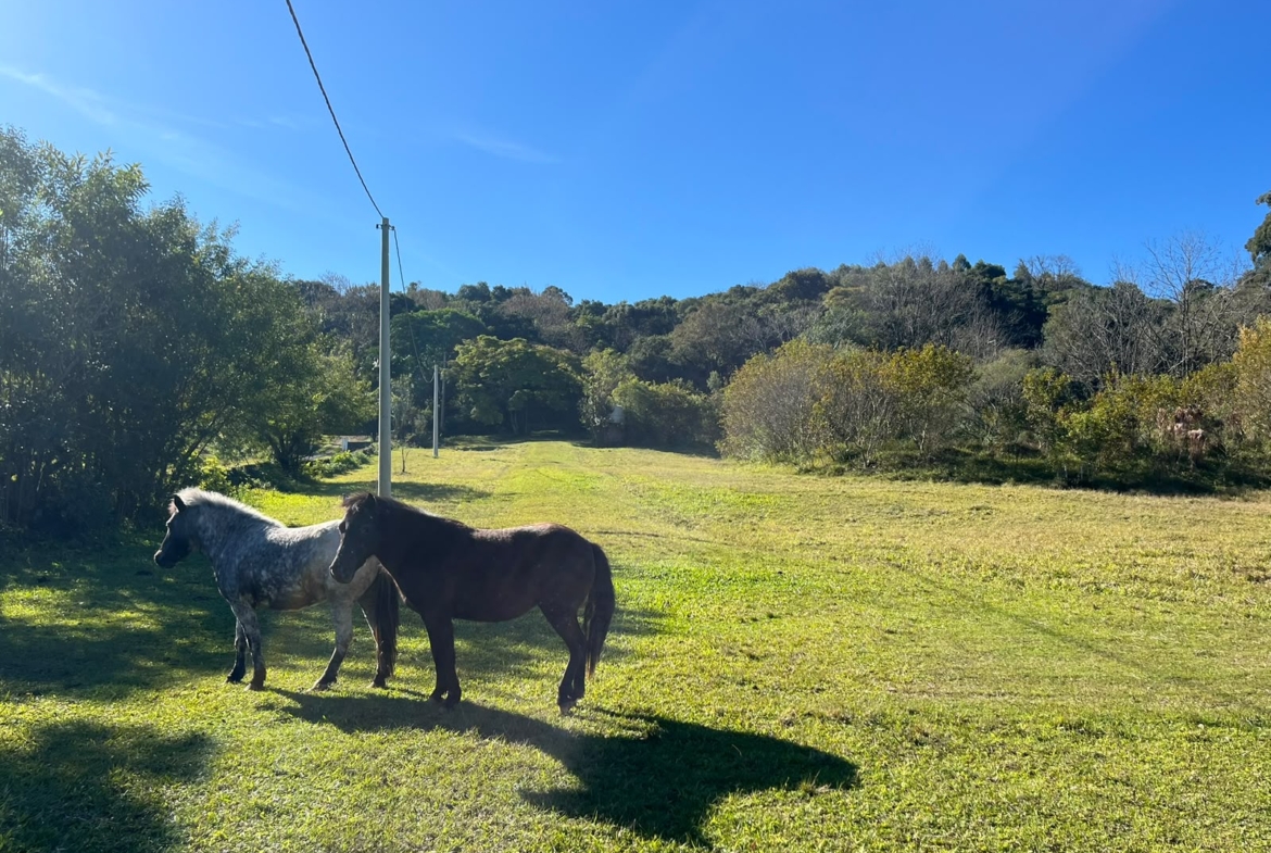 8140a836-fb7a-407e-94bd-4eec1335ffad Sítio / Área à venda no Bairro Travessão – Dois Irmãos/RS