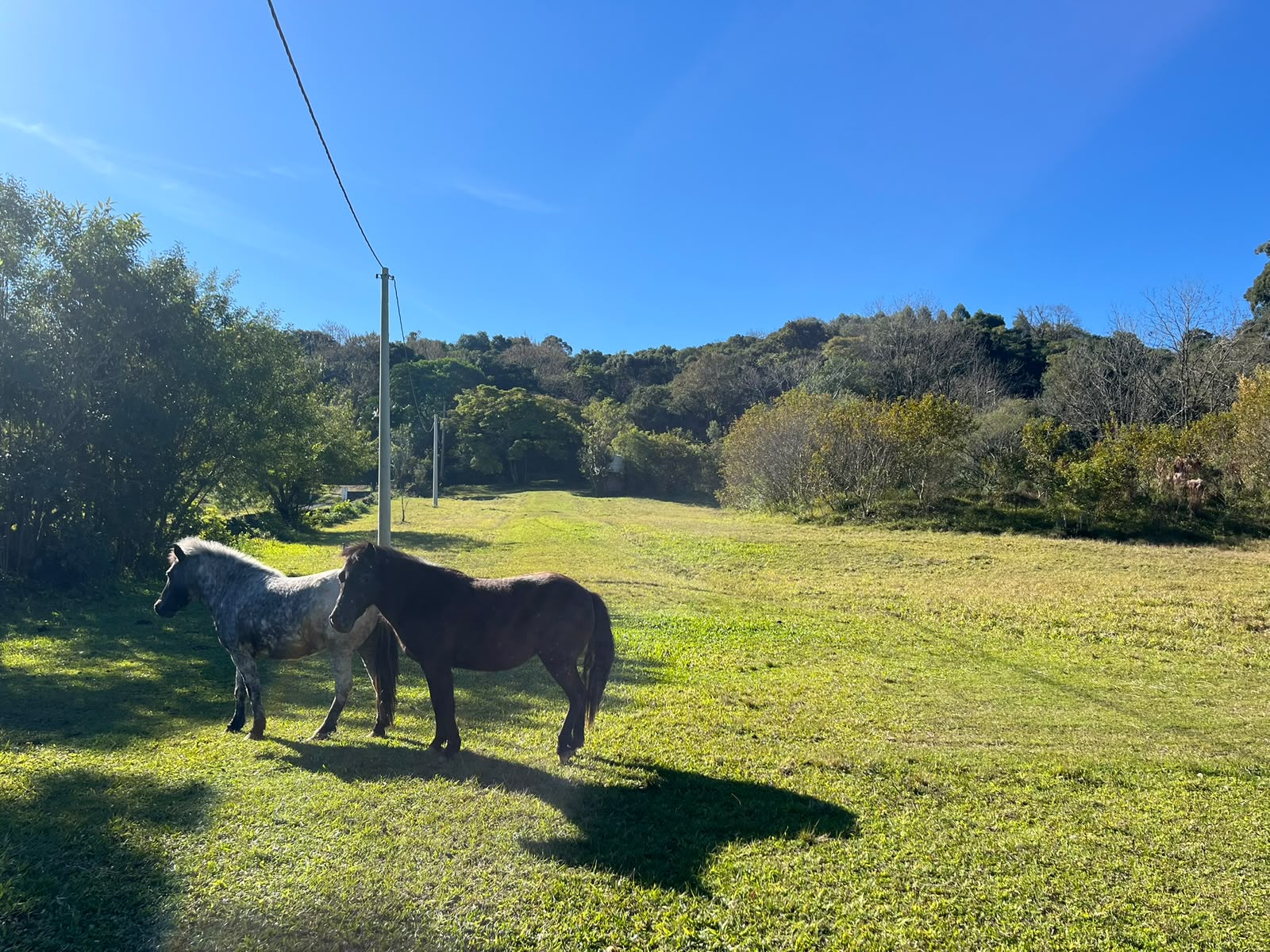 8140a836-fb7a-407e-94bd-4eec1335ffad Sítio / Área à venda no Bairro Travessão – Dois Irmãos/RS